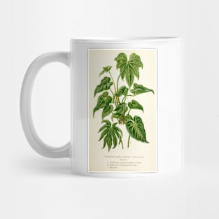 Anthurium hybrids - Botanical Illustration Mug